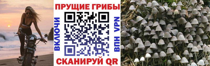 Псилоцибиновые грибы мицелий  Вологда 